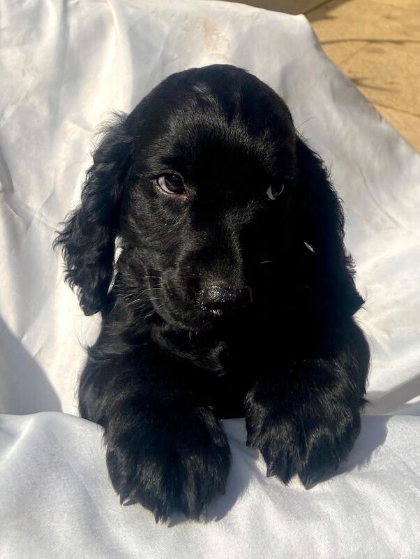 Black cockapoo puppies! - Image 4 of 15