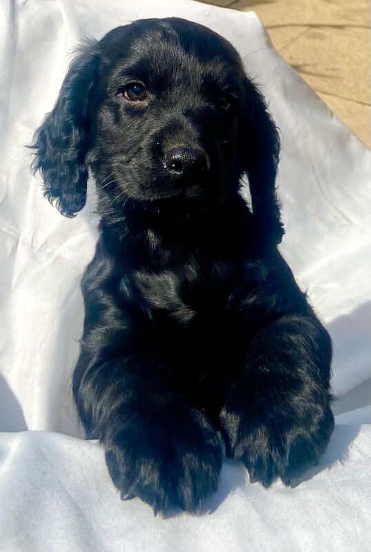 Black cockapoo puppies! - Image 5 of 15
