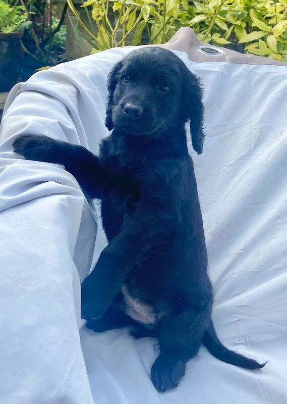 Black cockapoo puppies! - Image 6 of 15