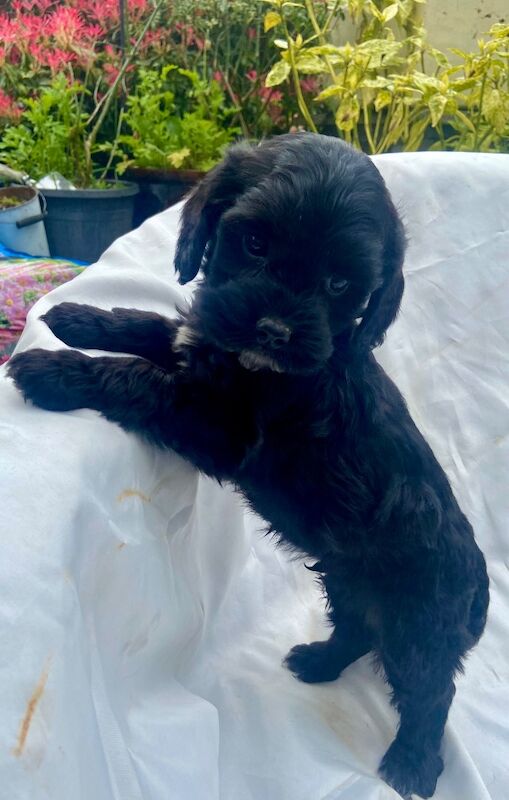Black cockapoo puppies! - Image 7 of 15