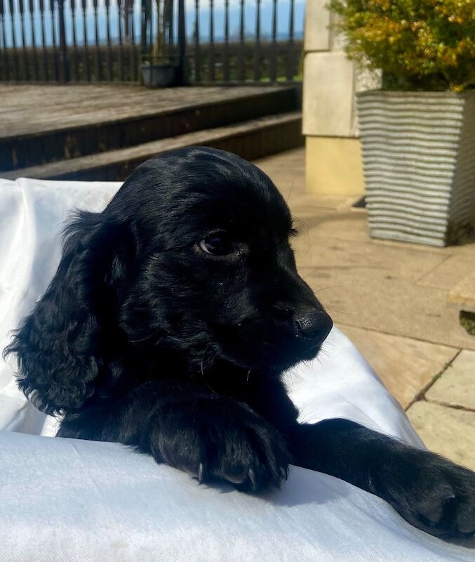 Black cockapoo puppies! - Image 8 of 15