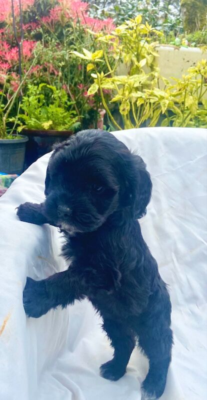 Black cockapoo puppies! - Image 9 of 15