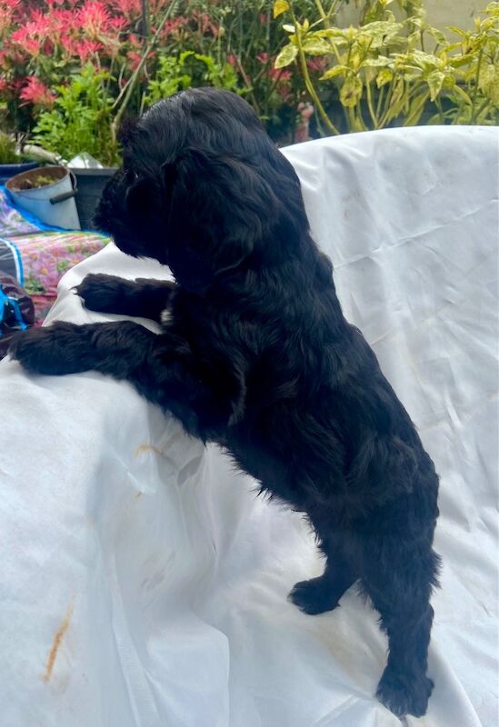 Black cockapoo puppies! - Image 10 of 15