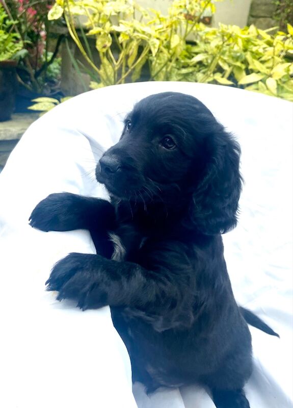 Black cockapoo puppies! - Image 11 of 15