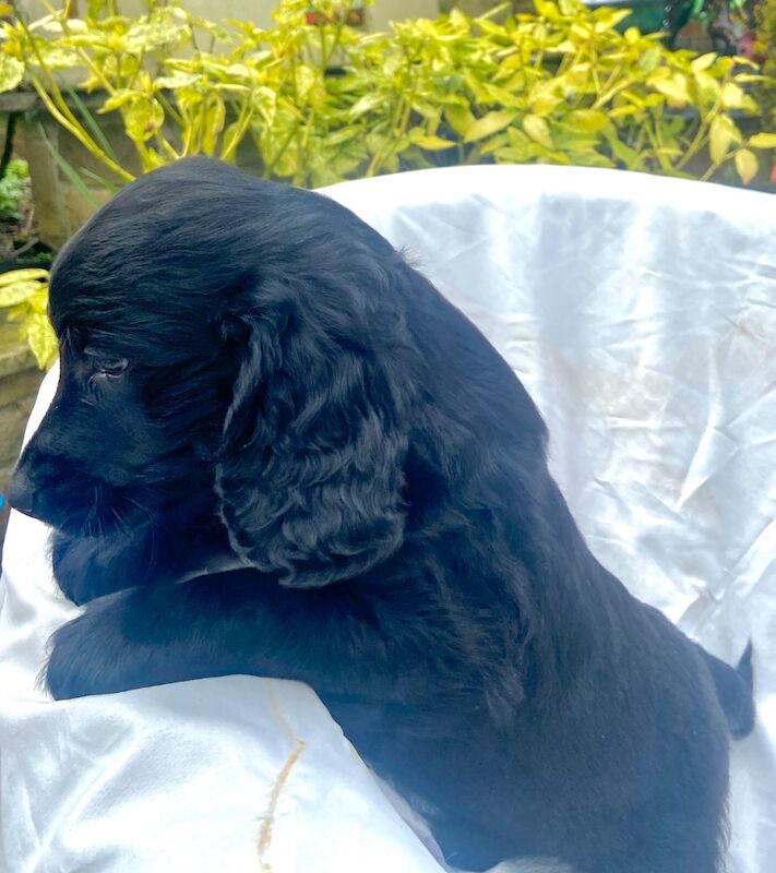 Black cockapoo puppies! - Image 12 of 15