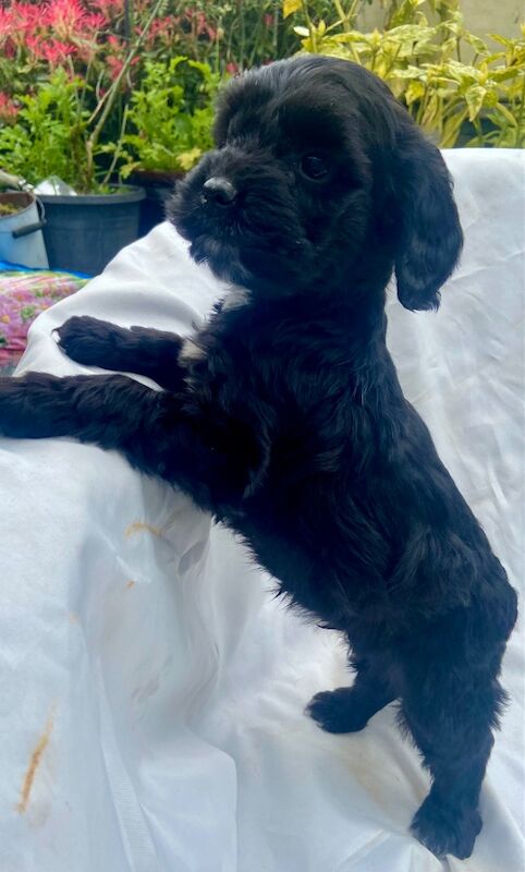Black cockapoo puppies! - Image 13 of 15