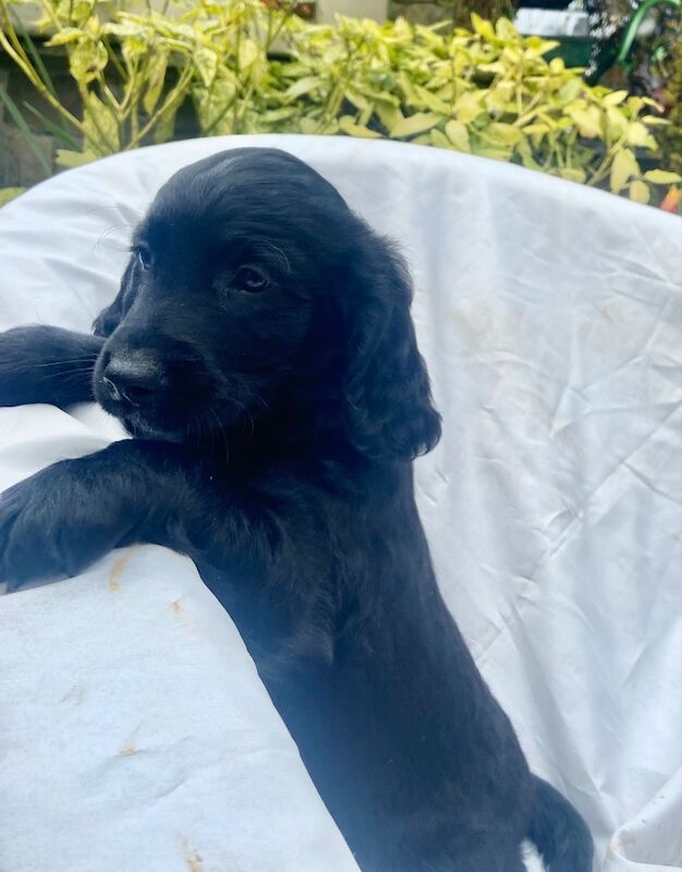Black cockapoo puppies! - Image 14 of 15