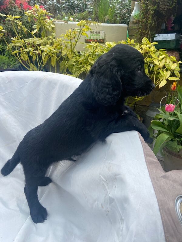 Black cockapoo puppies! - Image 15 of 15