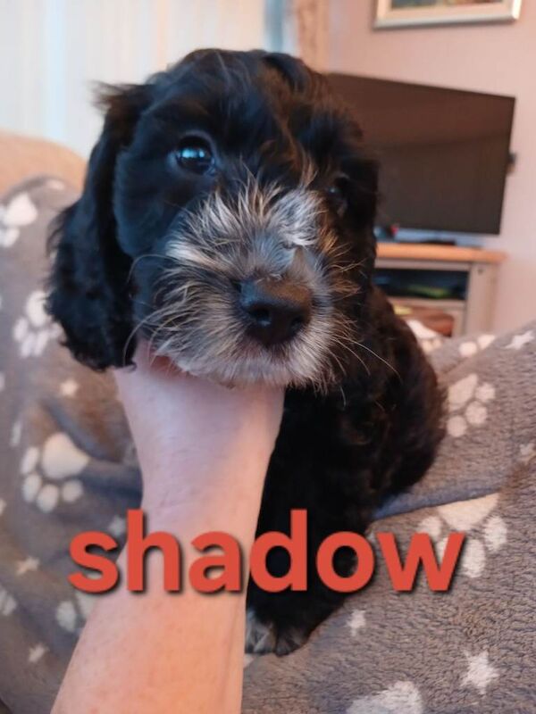 Black cockapoo puppy 12wks old