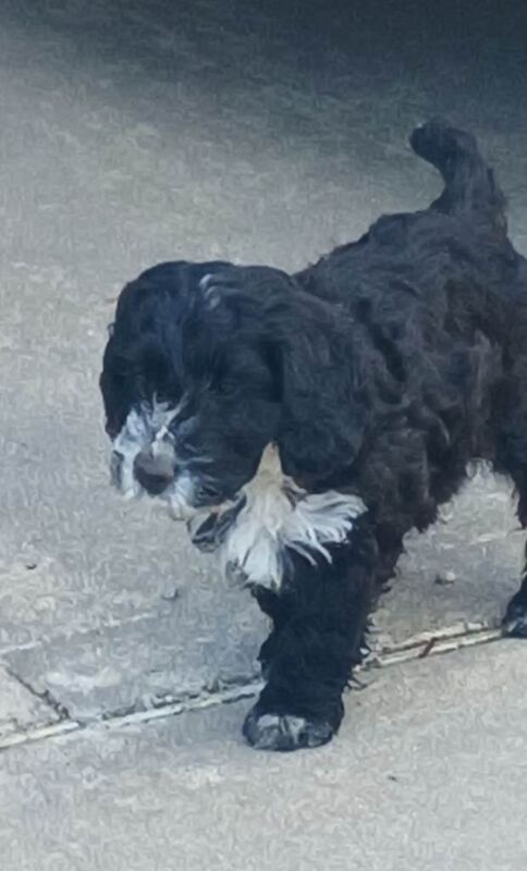 Black cockapoo puppy 12wks old - Image 2 of 4