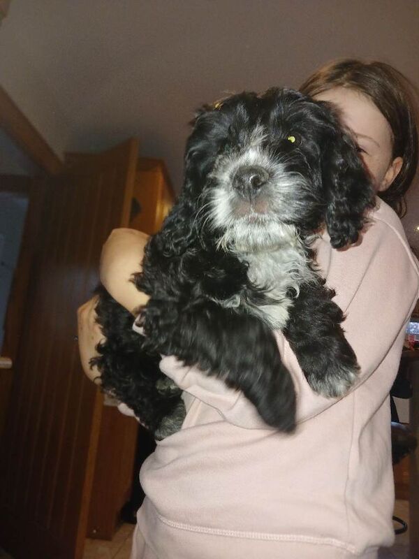 Black cockapoo puppy 12wks old - Image 3 of 4