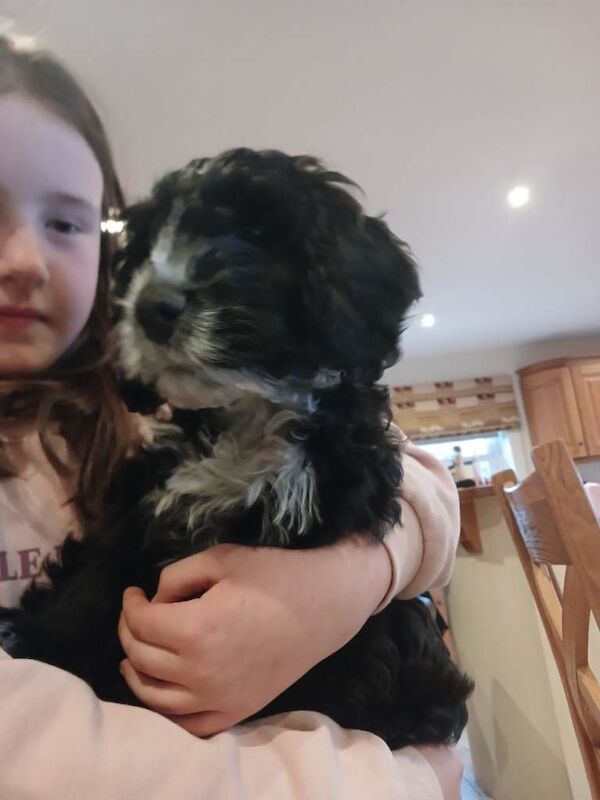 Black cockapoo puppy 12wks old - Image 4 of 4