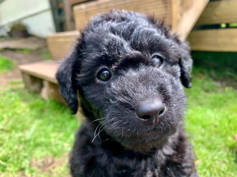 Black cockapoos