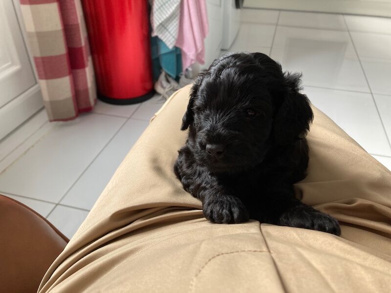 Black F1 cockapoo - Image 2 of 10