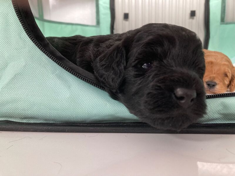 Black F1 cockapoo - Image 4 of 10