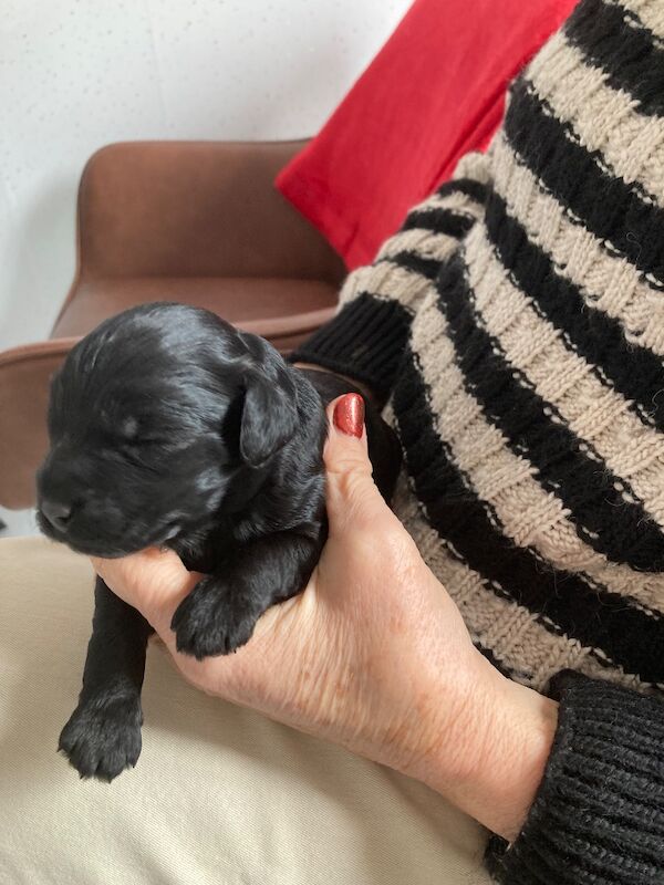 Black F1 cockapoo - Image 5 of 10