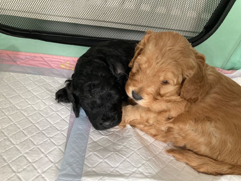 Black F1 cockapoo - Image 7 of 10