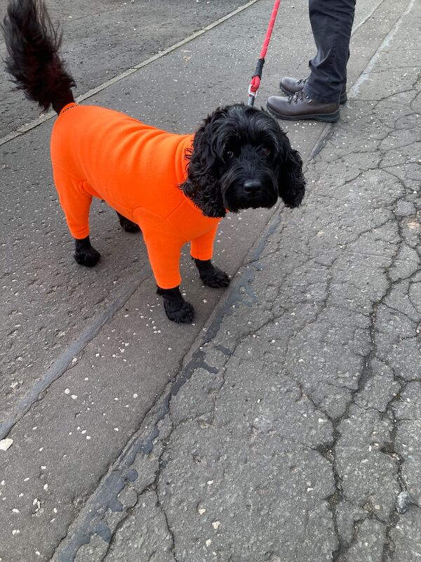 Black F1 cockapoo - Image 8 of 10