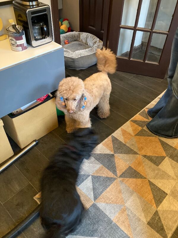 Black F1 cockapoo - Image 9 of 10