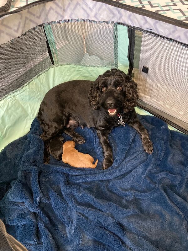 Black F1 cockapoo - Image 10 of 10