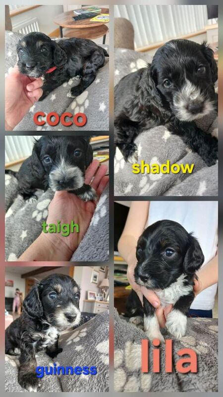 Cockapoo Puppies For Sale
