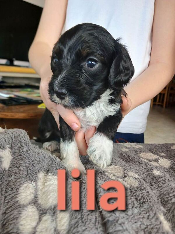 Black f1b cockapoo pups - Image 2 of 5