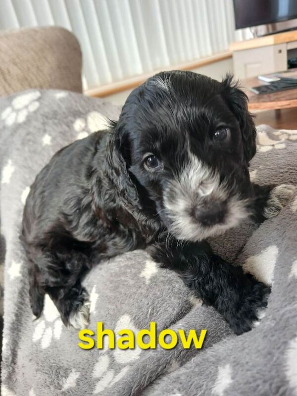 Black f1b cockapoo pups - Image 3 of 5