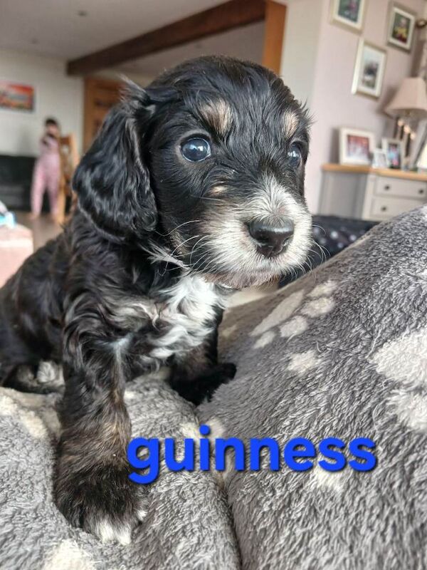 Black f1b cockapoo pups - Image 4 of 5