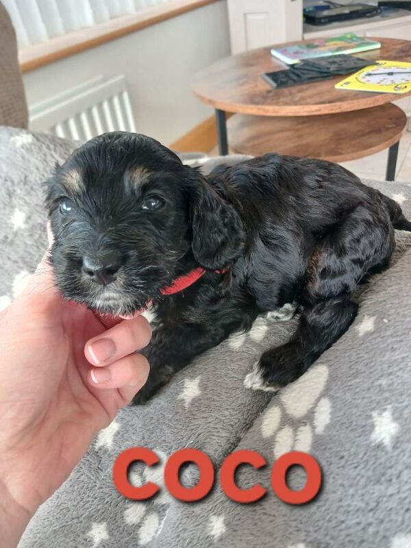 Black f1b cockapoo pups - Image 5 of 5