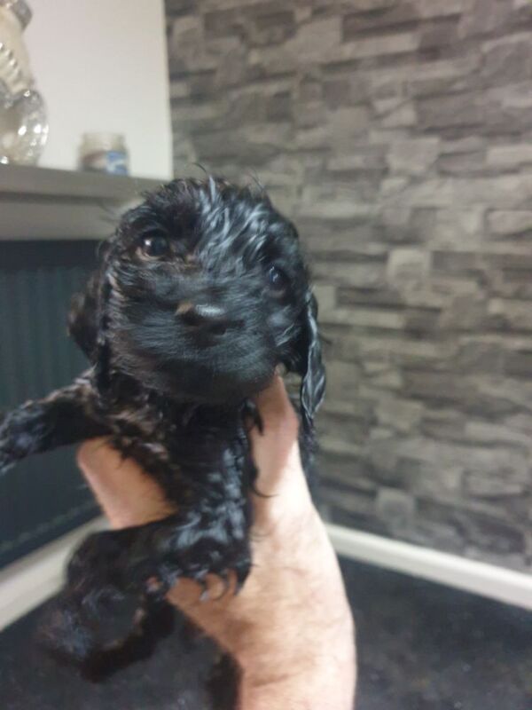 Black f2 cockapoo for sale in Merthyr Tydfil | Image 2
