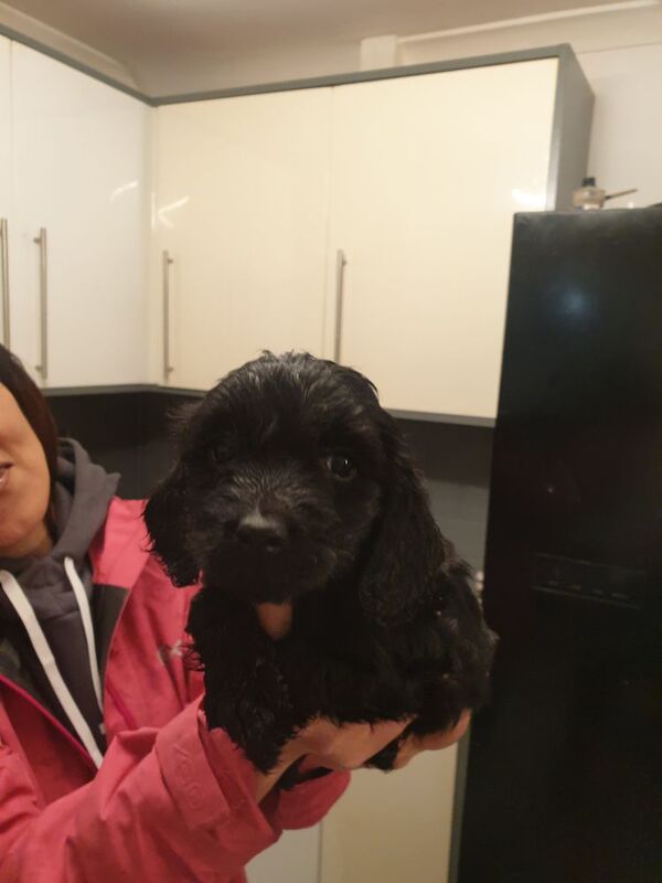 Black f2 cockapoo for sale in Merthyr Tydfil | Image 3