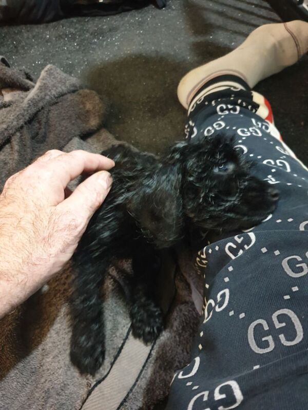 Black f2 cockapoo for sale in Merthyr Tydfil | Image 4