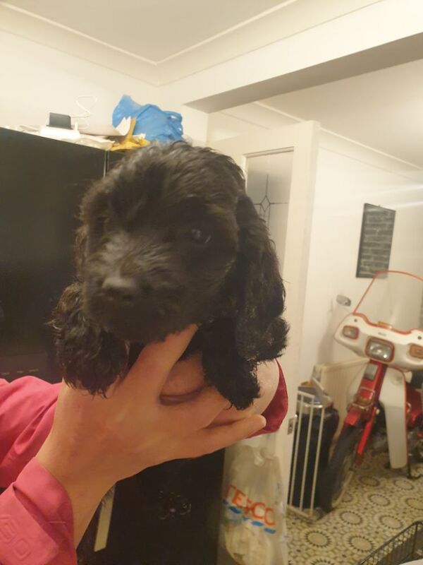 Black f2 cockapoo for sale in Merthyr Tydfil - Image 5