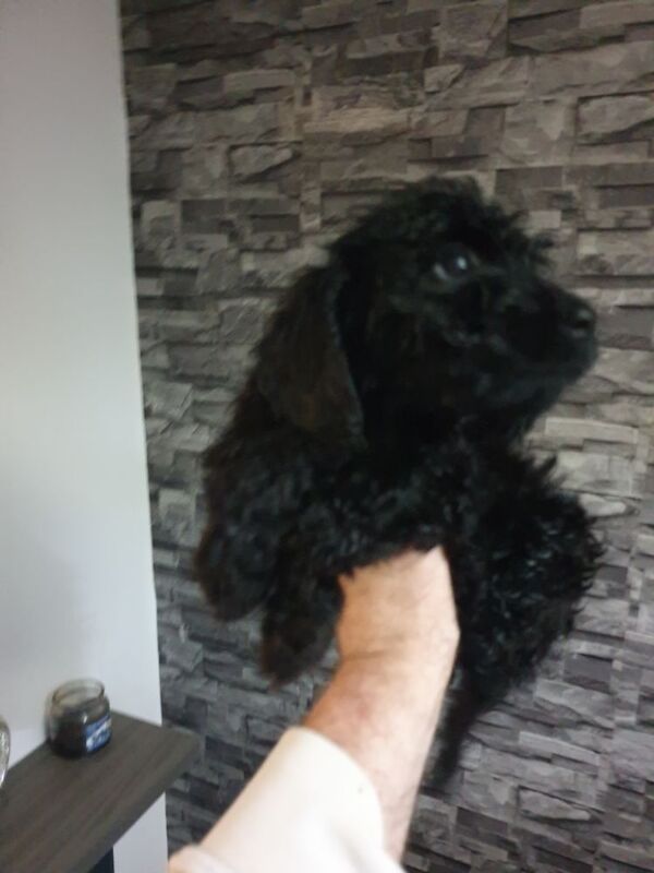 Black f2 cockapoo for sale in Merthyr Tydfil - Image 6