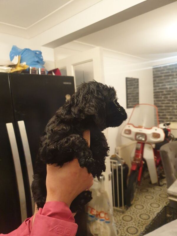 Black f2 cockapoo for sale in Merthyr Tydfil - Image 7