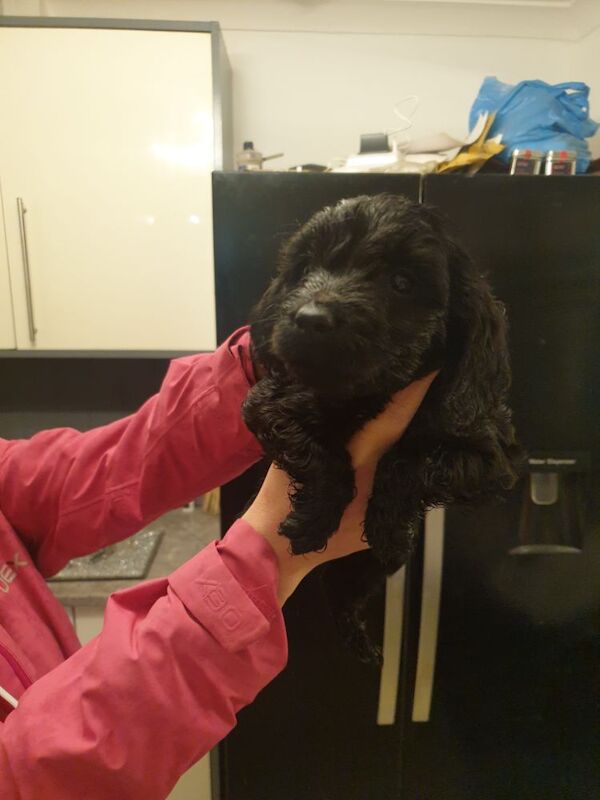 Black f2 cockapoo for sale in Merthyr Tydfil - Image 8