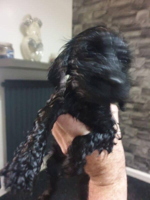 Black f2 cockapoo for sale in Merthyr Tydfil - Image 9