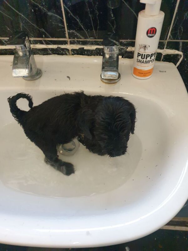 Black f2 cockapoo for sale in Merthyr Tydfil - Image 10
