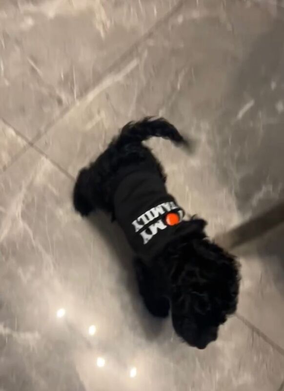 Black mini cockpoo - Image 2 of 5