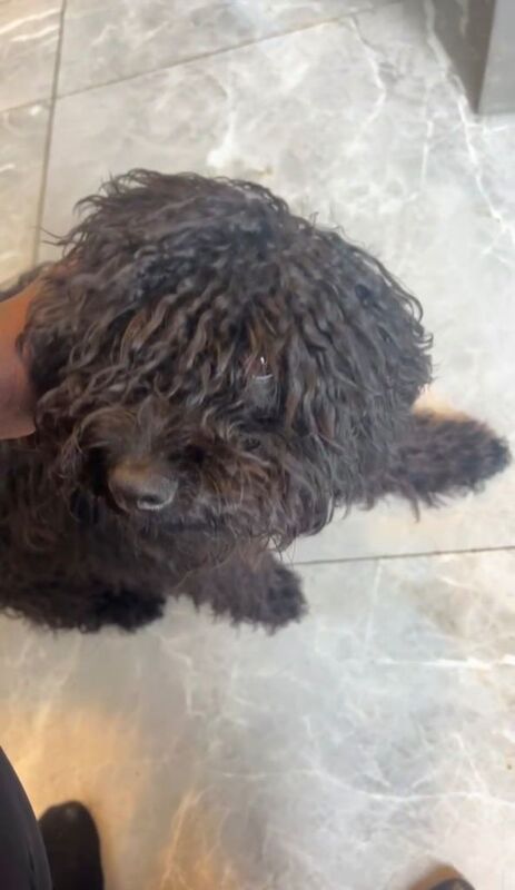 Black mini cockpoo - Image 3 of 5