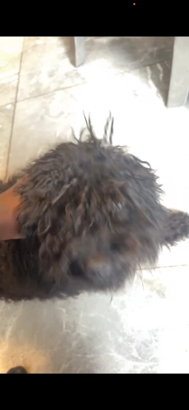 Black mini cockpoo - Image 4 of 5