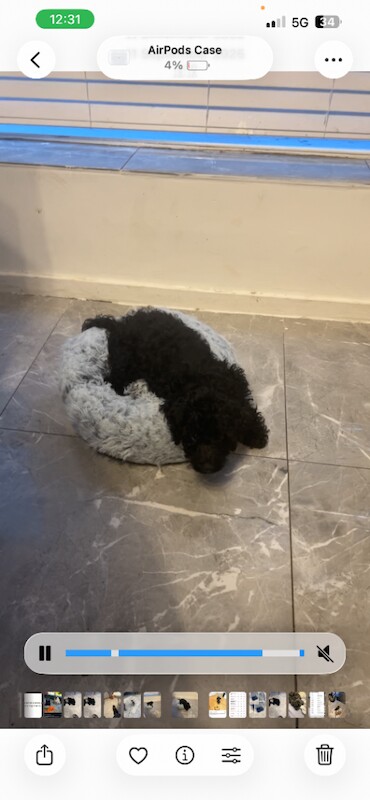 Black mini cockpoo - Image 5 of 5