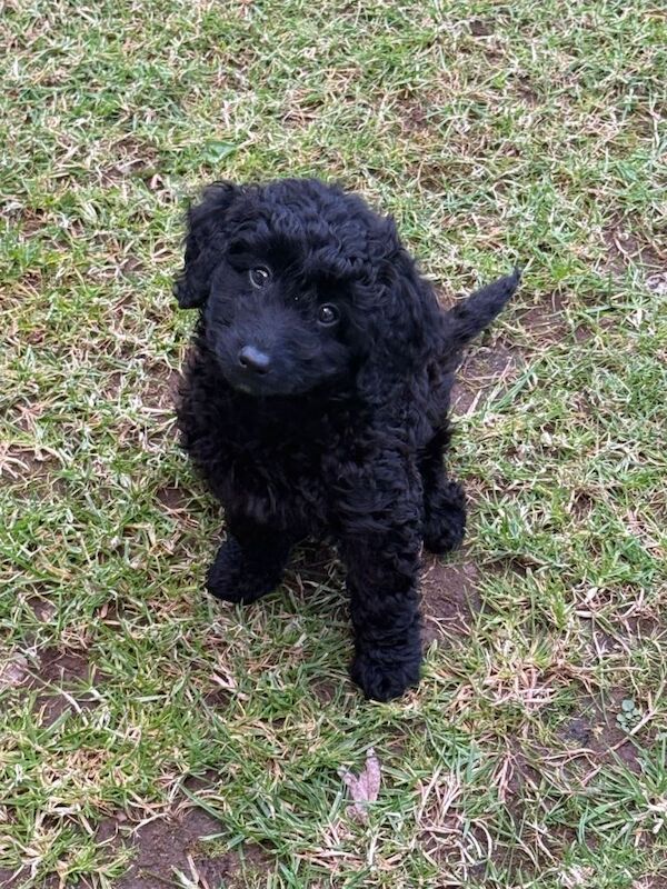 Cockapoo Puppies For Sale Under £1,000