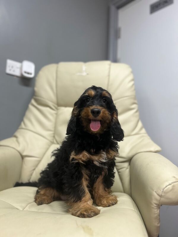 Black tan cockapoo boy ready now - Image 2 of 5