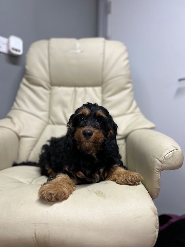 Black tan cockapoo boy ready now - Image 3 of 5