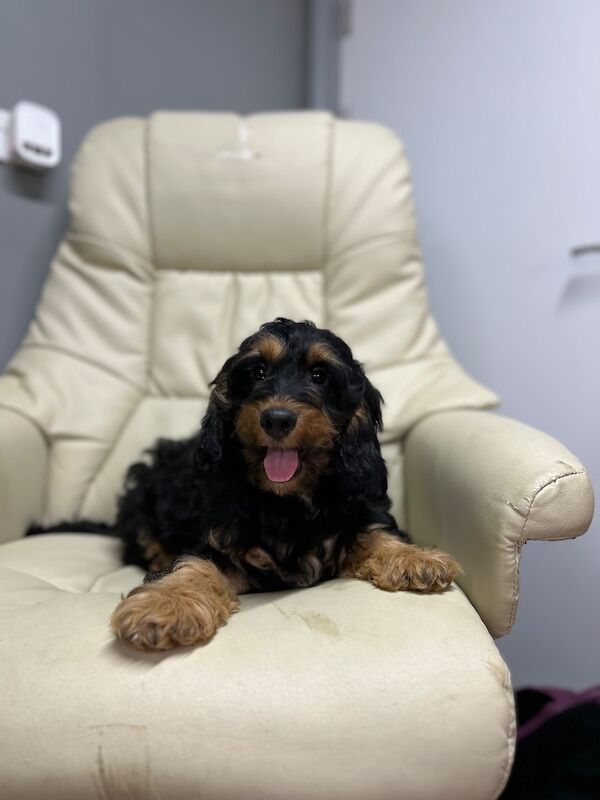 Black tan cockapoo boy ready now - Image 4 of 5