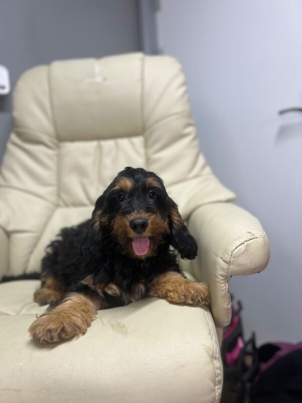 Black tan cockapoo boy ready now - Image 5 of 5