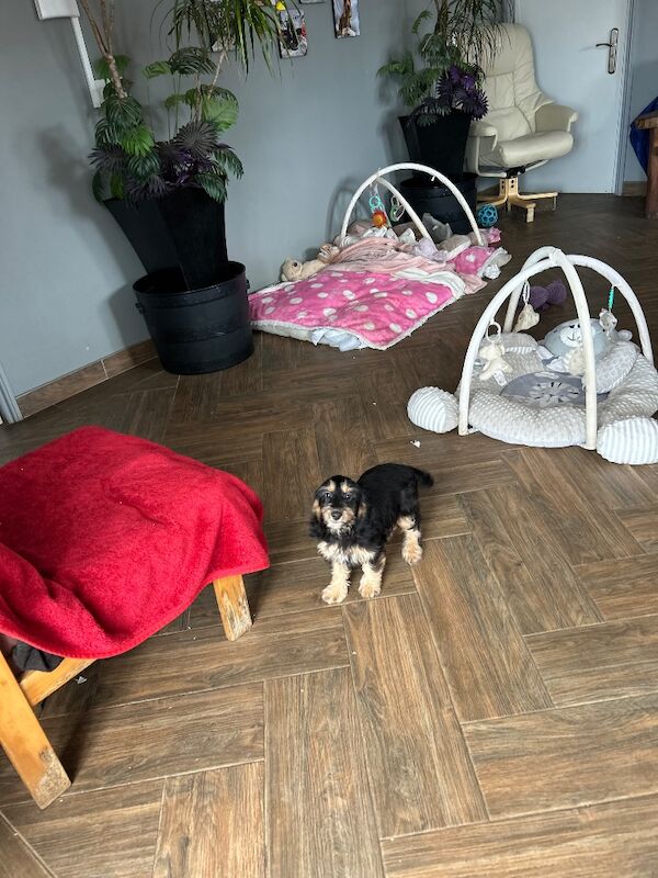 Black tan cockapoo girl 4 months old - Image 3 of 7