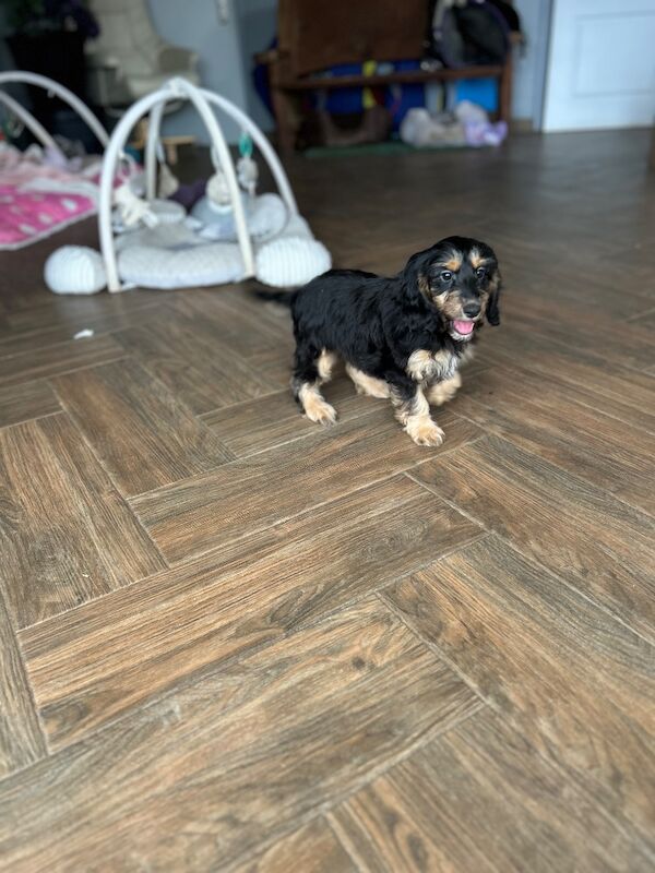 Black tan cockapoo girl ready now - Image 5 of 7