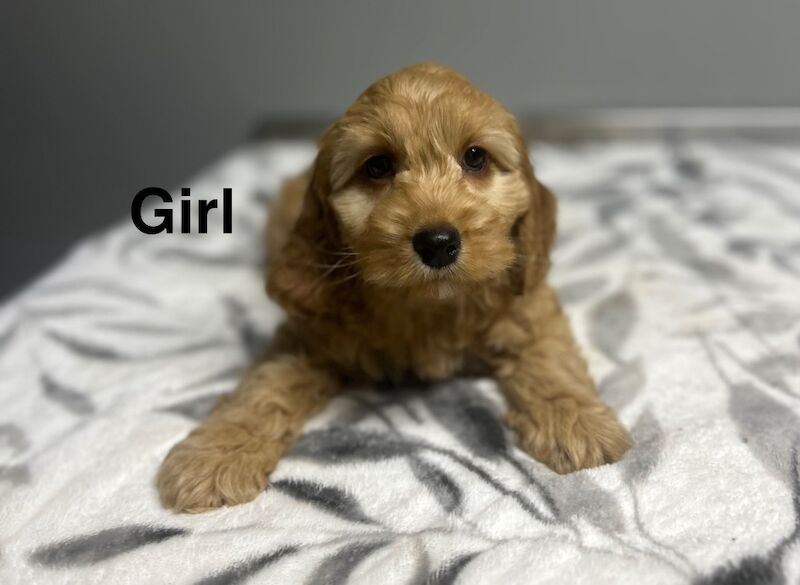 Blippi last apricot cockapoo girl still waiting for a home - Image 2 of 5